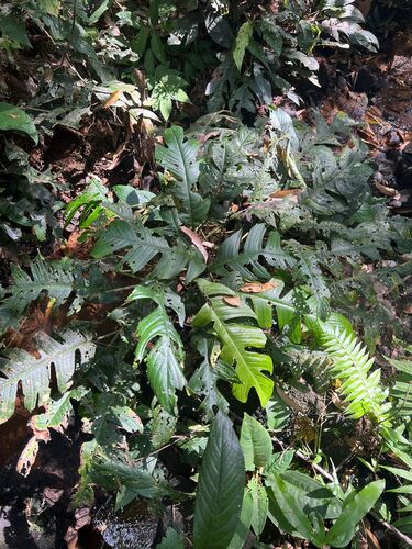 Rhaphidophora beccarii