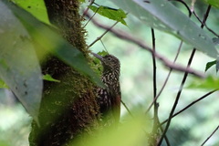 Xiphorhynchus lachrymosus