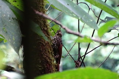 Xiphorhynchus lachrymosus