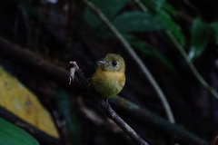 Myiobius sulphureipygius