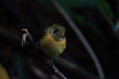 Myiobius sulphureipygius