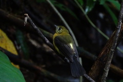 Myiobius sulphureipygius