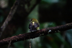 Myiobius sulphureipygius