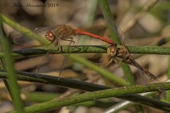 Sympetrum vicinum