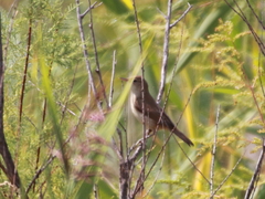 Acrocephalus scirpaceus