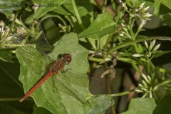 Sympetrum vicinum