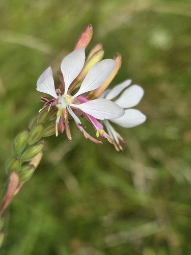Gaura biennis iNat (1)