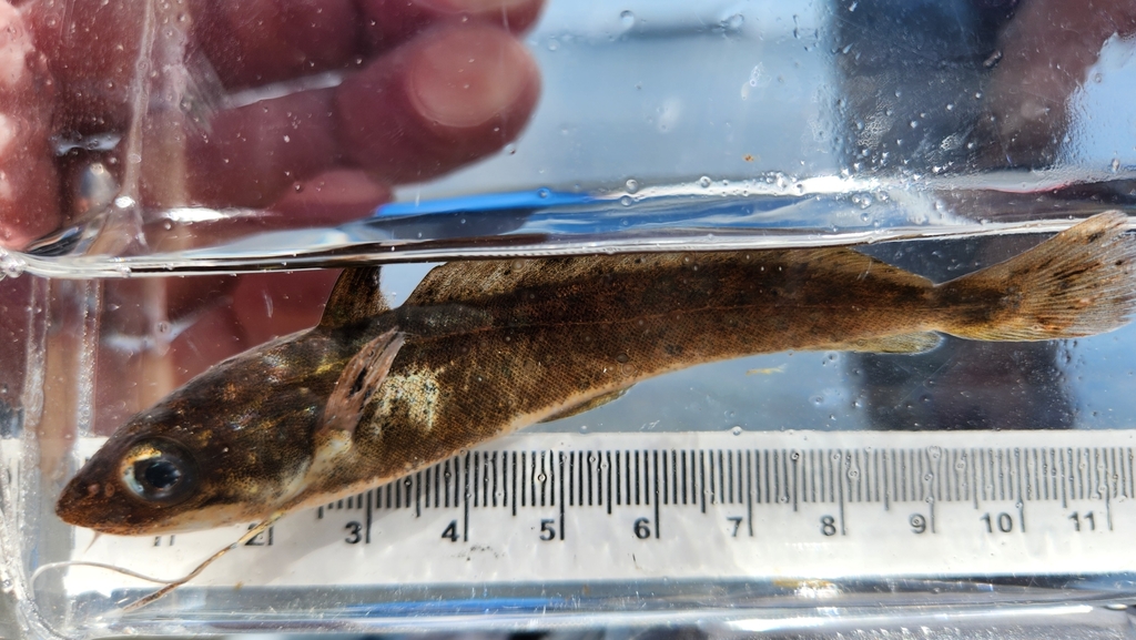 Photo of a White Hake