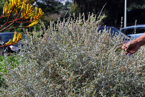 Bush Germander