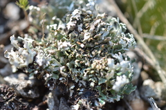 Cladonia dahliana