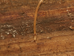Blaniulidae