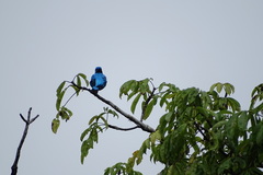 Cotinga ridgwayi