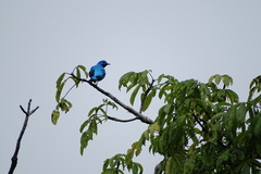 Cotinga ridgwayi