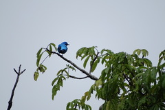 Cotinga ridgwayi