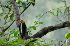 Melanerpes chrysauchen