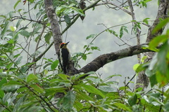 Melanerpes chrysauchen