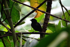 Thamnophilus bridgesi