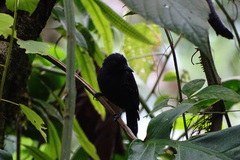 Thamnophilus bridgesi