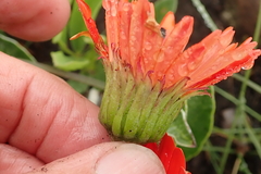 Gerbera aurantiaca