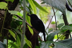 Thamnophilus bridgesi