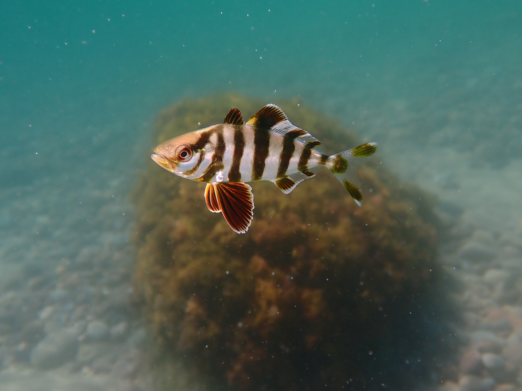 Amberjack (Seriola zonata) — Carangidae
