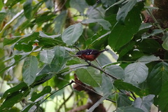 Microrhopias quixensis