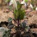 Acanthomintha ilicifolia - Photo (c) Alan Harper,  זכויות יוצרים חלקיות (CC BY-NC)