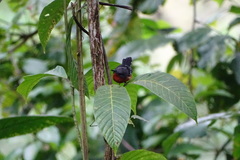 Microrhopias quixensis