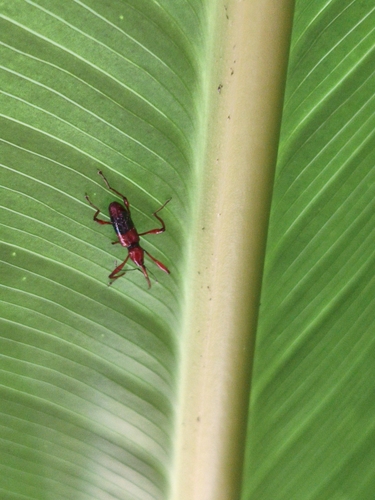 Ludovix fasciatus