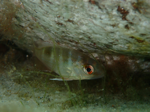 Northern red snapper (Lutjanus campechanus) — Lutjanidae — 4
