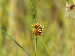Rhynchospora indianolensis