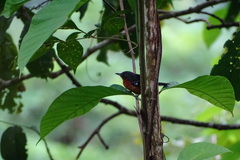 Microrhopias quixensis