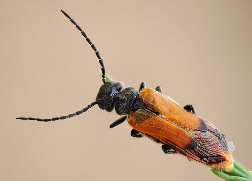 Stenoria analis Schaum, 1859