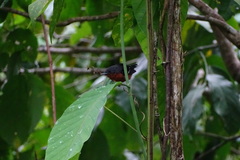 Microrhopias quixensis