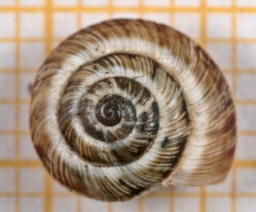 Maritime Garden Snail