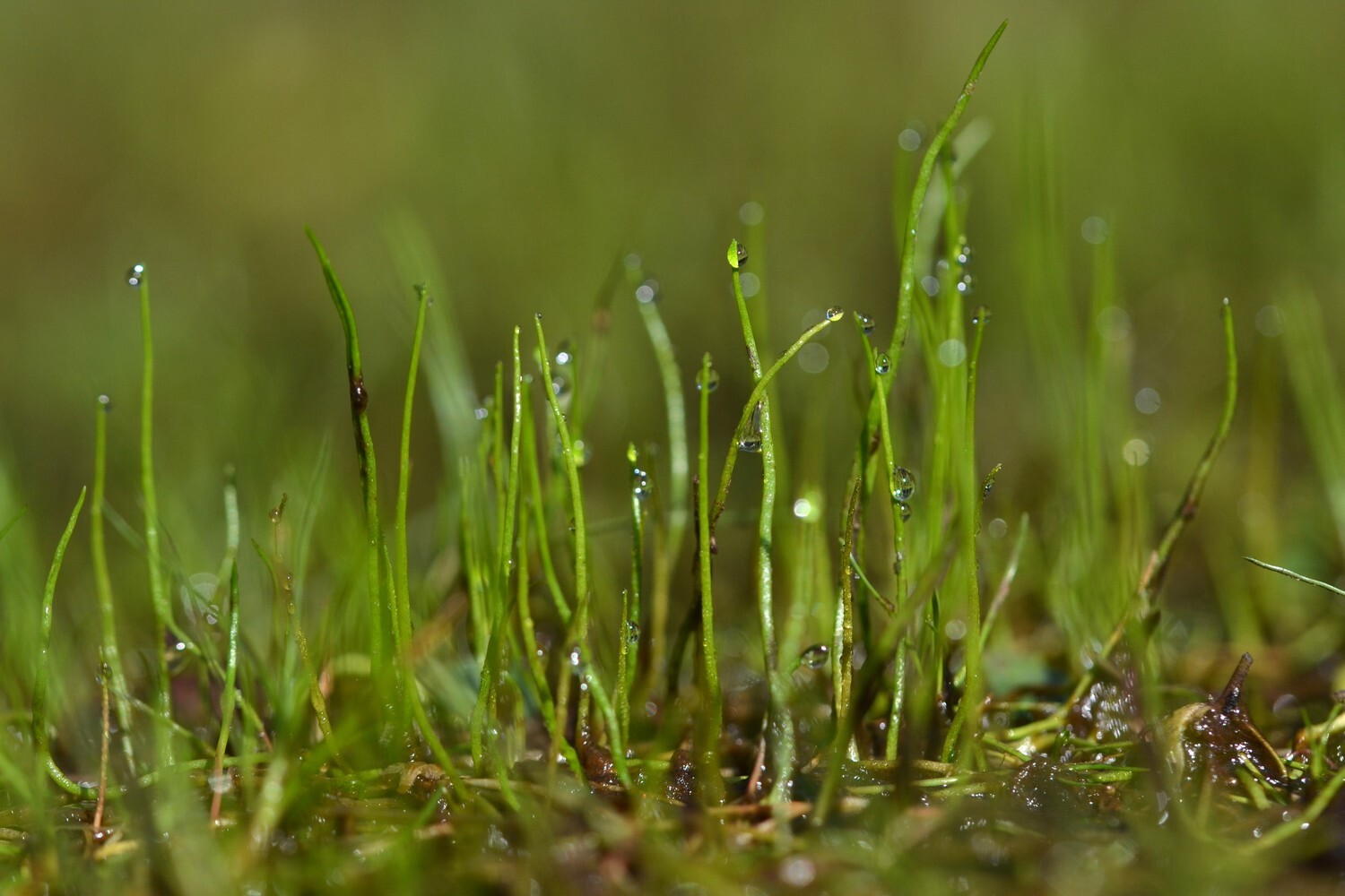 Pillwort (Pilularia globulifera)