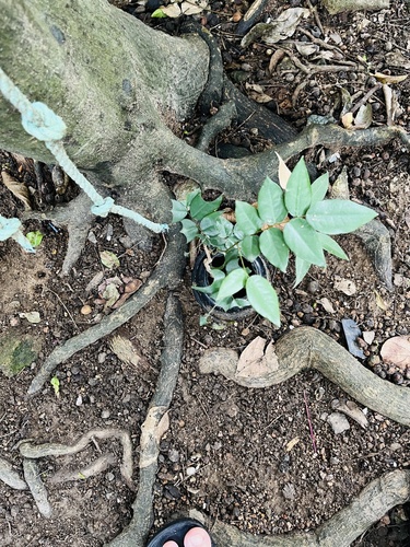 Dalbergia odorifera