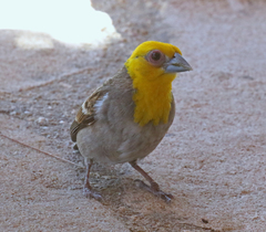 Ploceus sakalava