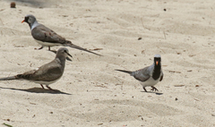 Oena capensis aliena