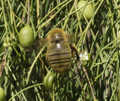 Xylocopa calens