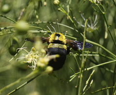 Xylocopa calens