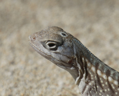 Chalarodon madagascariensis