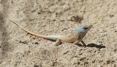 Chalarodon madagascariensis