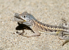 Chalarodon madagascariensis