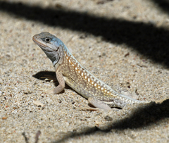 Chalarodon madagascariensis