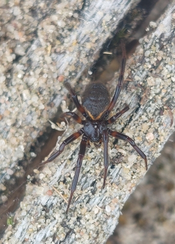 White-spotted False Widow, 6881 AH Velp, Niederlande, photo 10 of 10