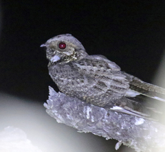Caprimulgus madagascariensis