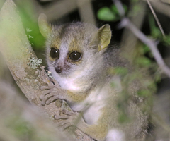 Microcebus murinus