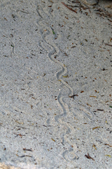 Common Burrowing Skink photo 4