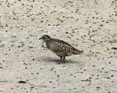 Turnix nigricollis